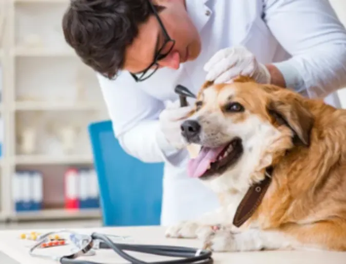 Veterinarian Checking a Dog's Ears